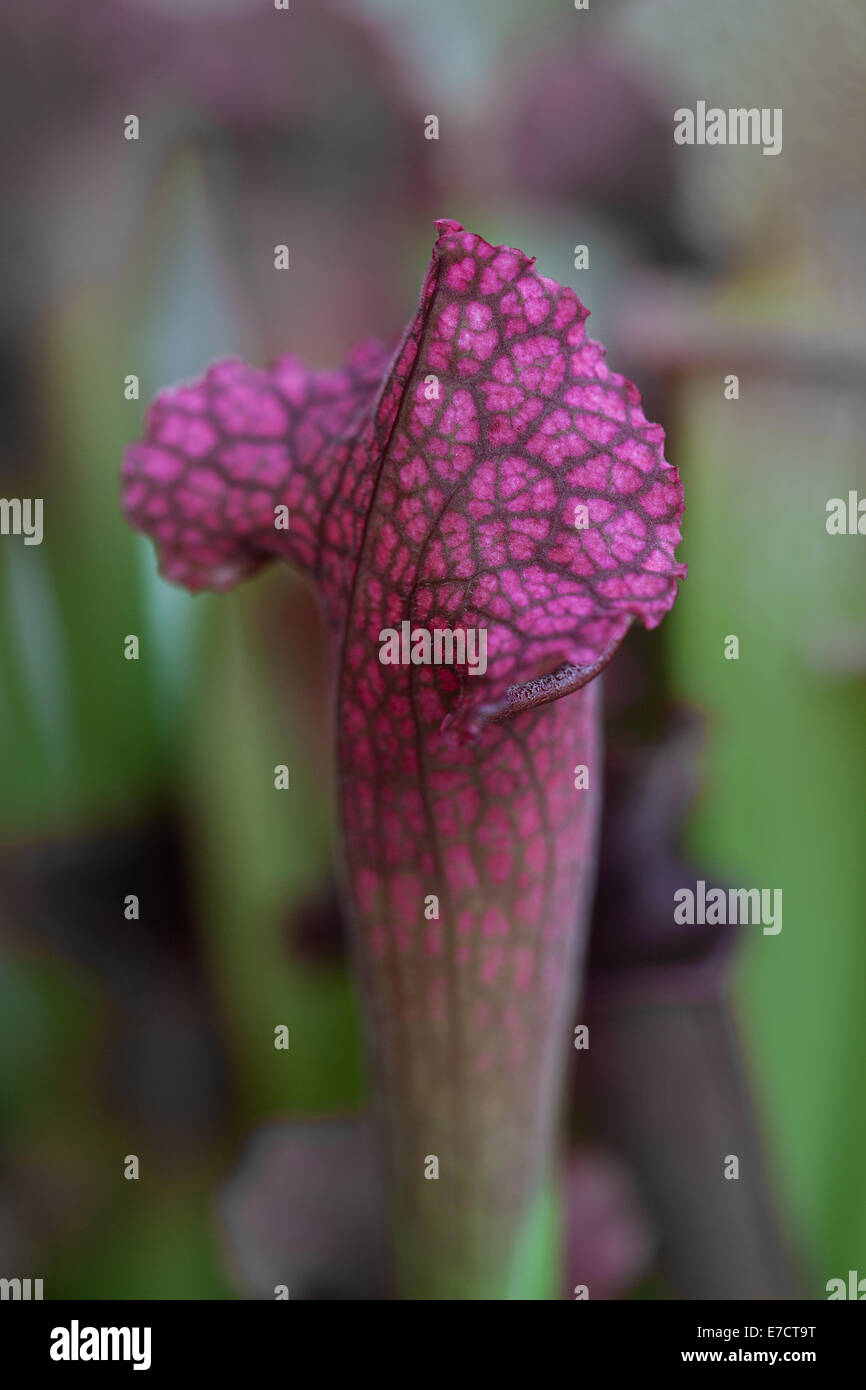 Close-up of North American Sarracenia purple pitcher or "trumpet pitchers" carnivorous plant with funnel to collect insects. Stock Photo