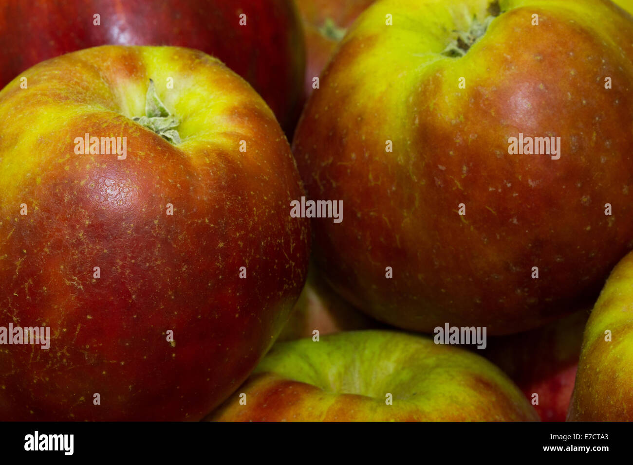 Red Gravenstein apples variety. Cooking apple, especially for apple sauce and apple cider. Stock Photo