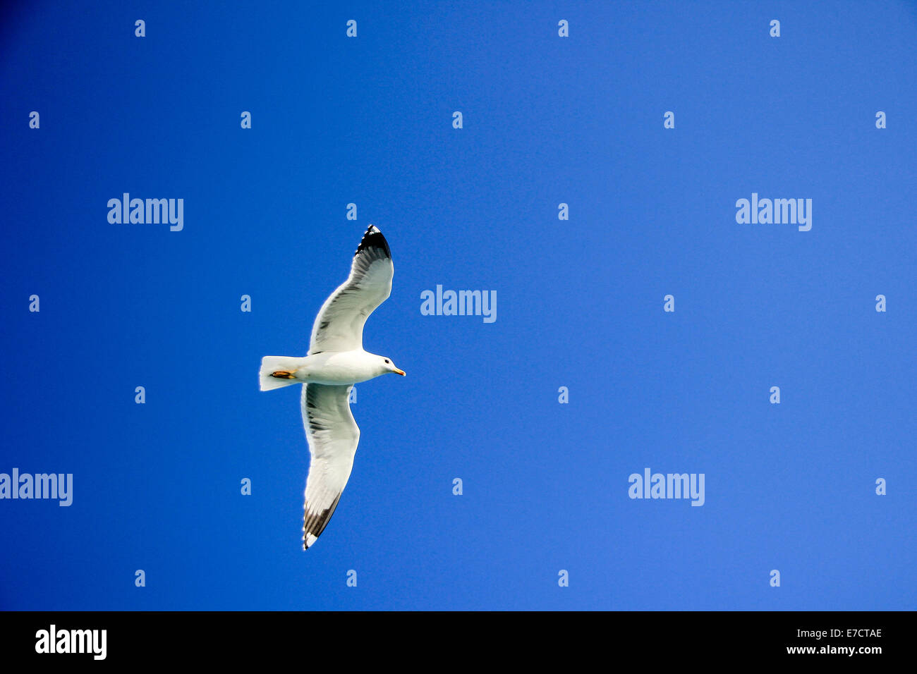 Seagull in flight with legs folding and velvety white feathers spreading Stock Photo