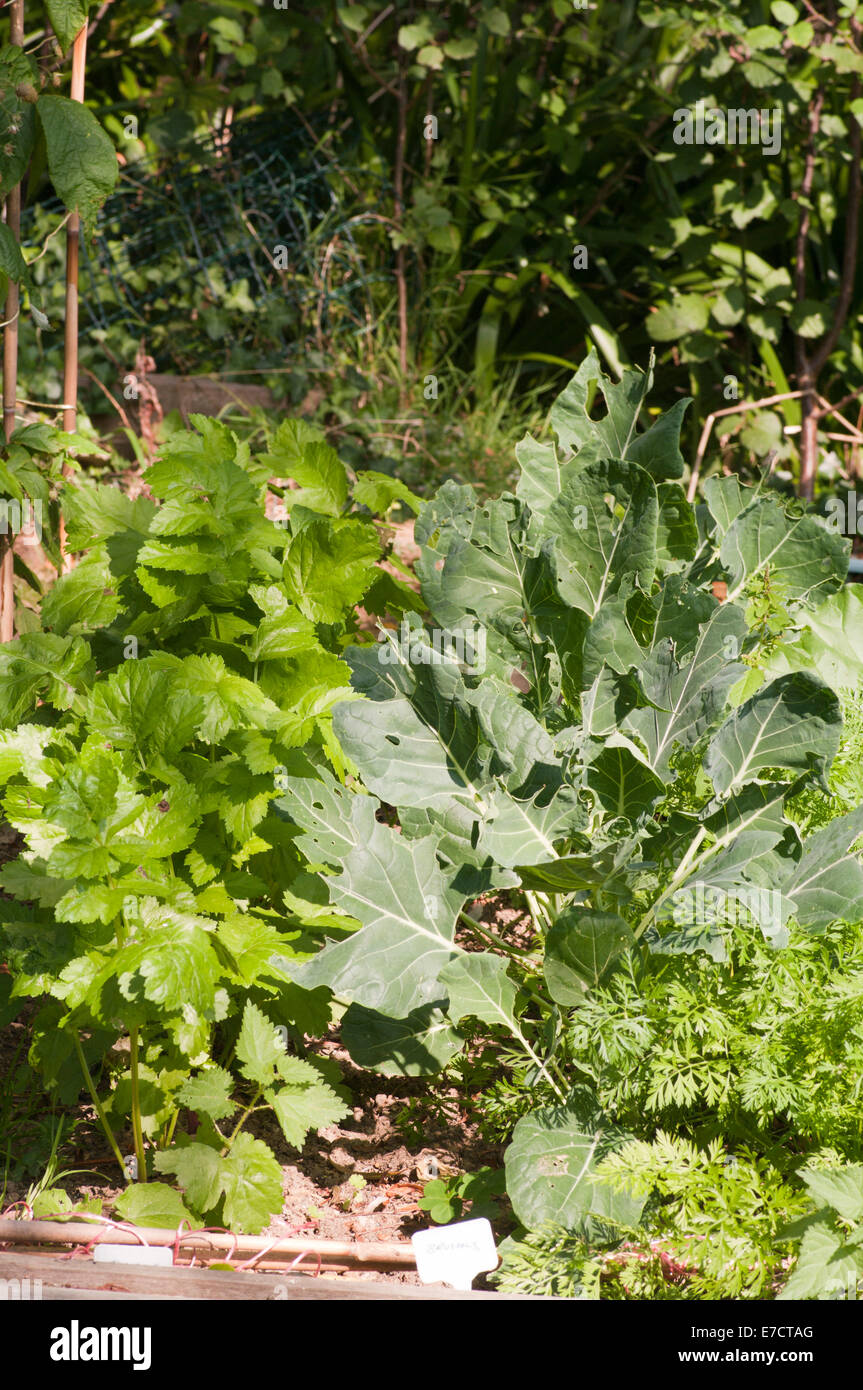 Vegetables Growing In a Garden Vegetable Plot Stock Photo