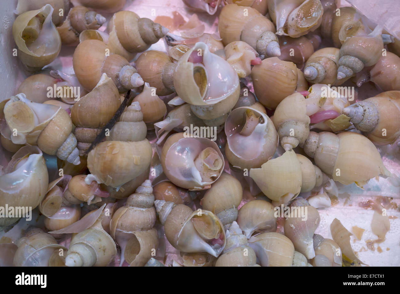 Edible snails on a market stall Stock Photo Alamy