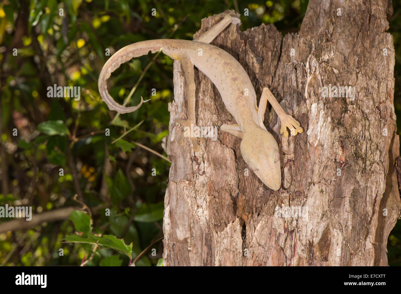 Lined Leaf-Tailed Gecko (Uroplatus lineatus), Madagascar Stock Photo