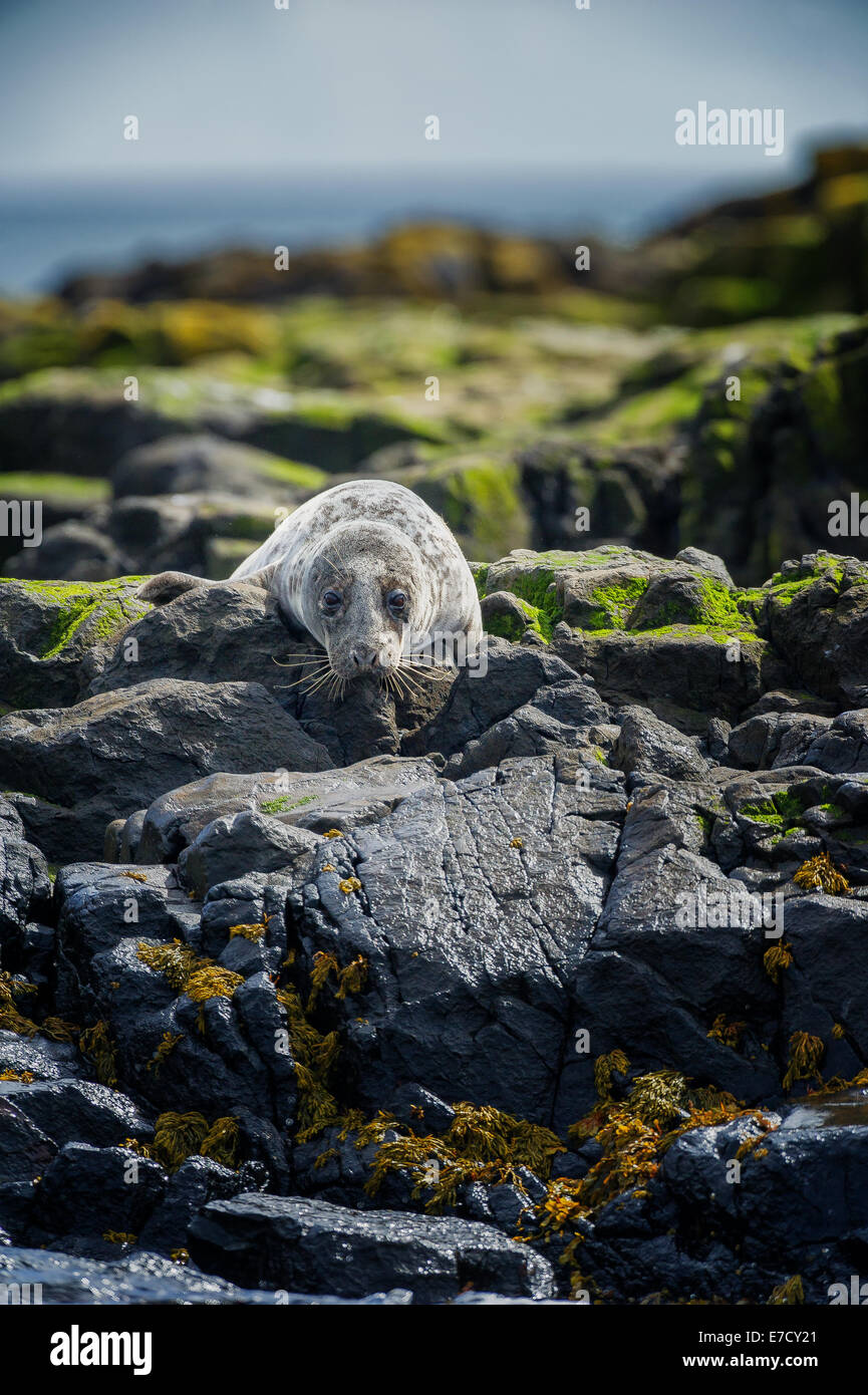 Grey Gray Seal pup (Halichoerus grypus) also known as Atlantic Grey Gray Seal or  Horsehead Seal. British marine wildlife Stock Photo