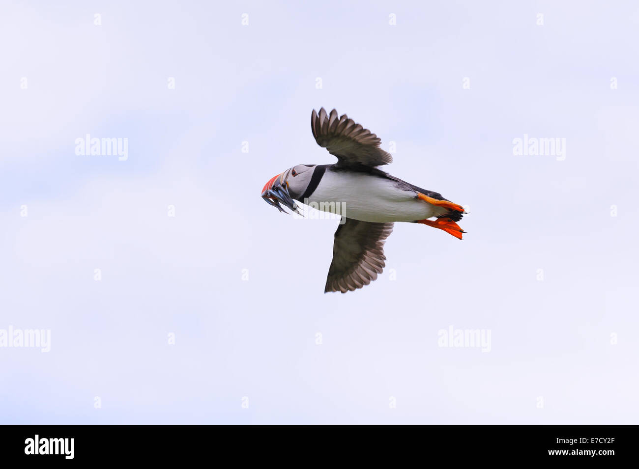 Atlantic Puffin (Fratercula arctica) flies back from a sortie with a beakful of sand eels, its typical diet. Stock Photo