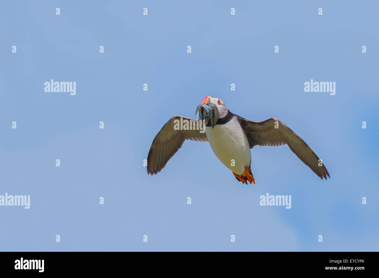 An Atlantic Puffin (Fratercula arctica) with a beakful of sand eels, in flight flying airborne against a blue sky Stock Photo