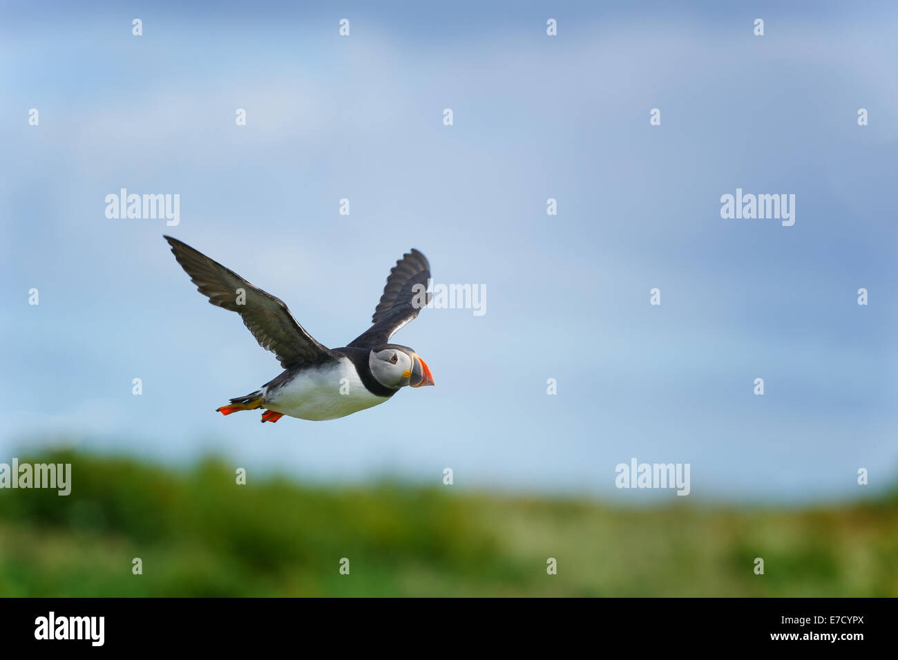 Atlantic Puffin (Fratercula arctica) sets off on a fishing expedition. Stock Photo