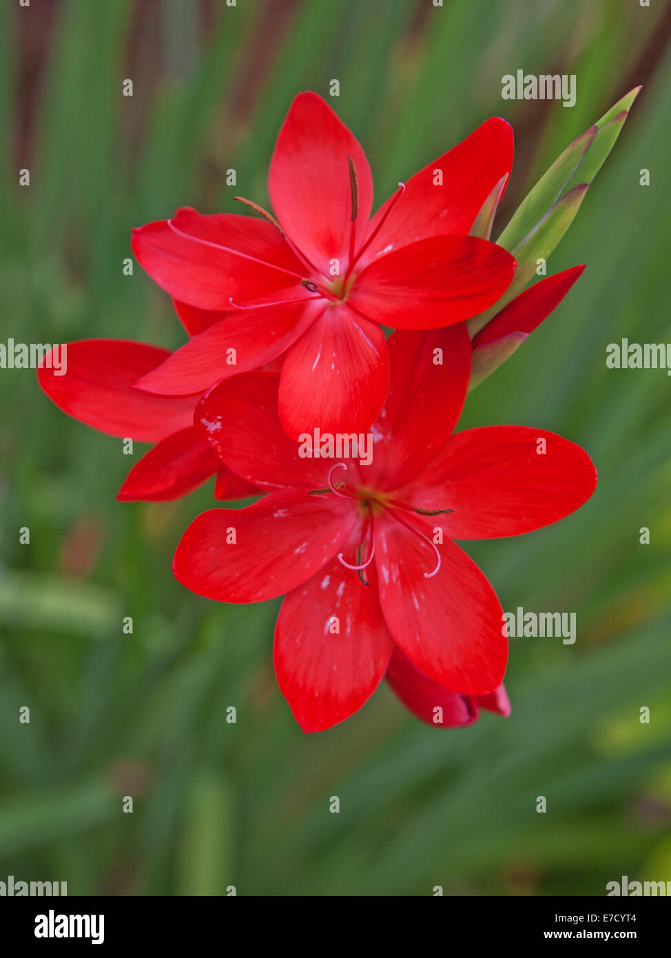 Kaffir Lily flowers ( Schizostylis, variety  Coccinea Major ) Stock Photo