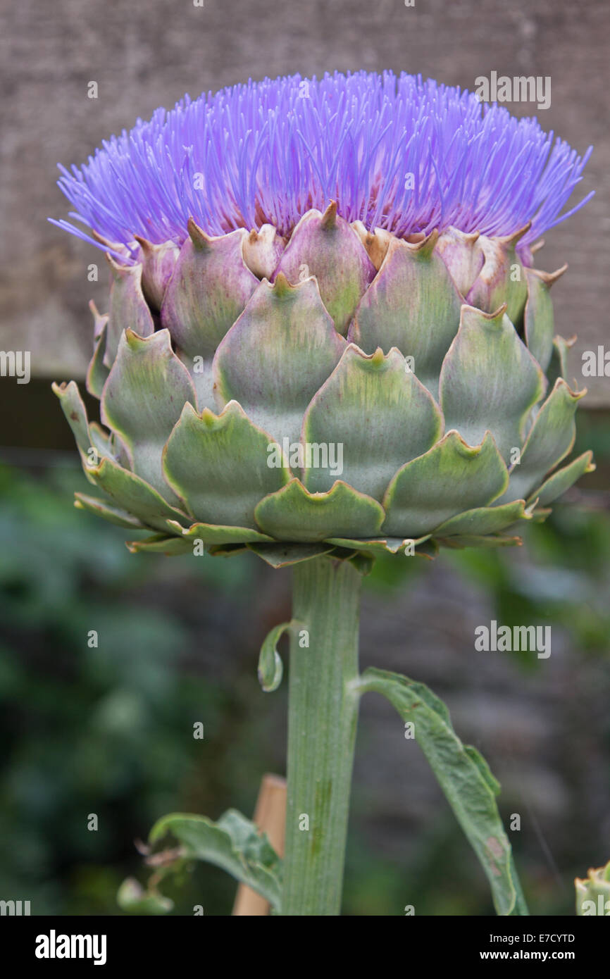 Blooming artichoke flower Stock Photo Alamy