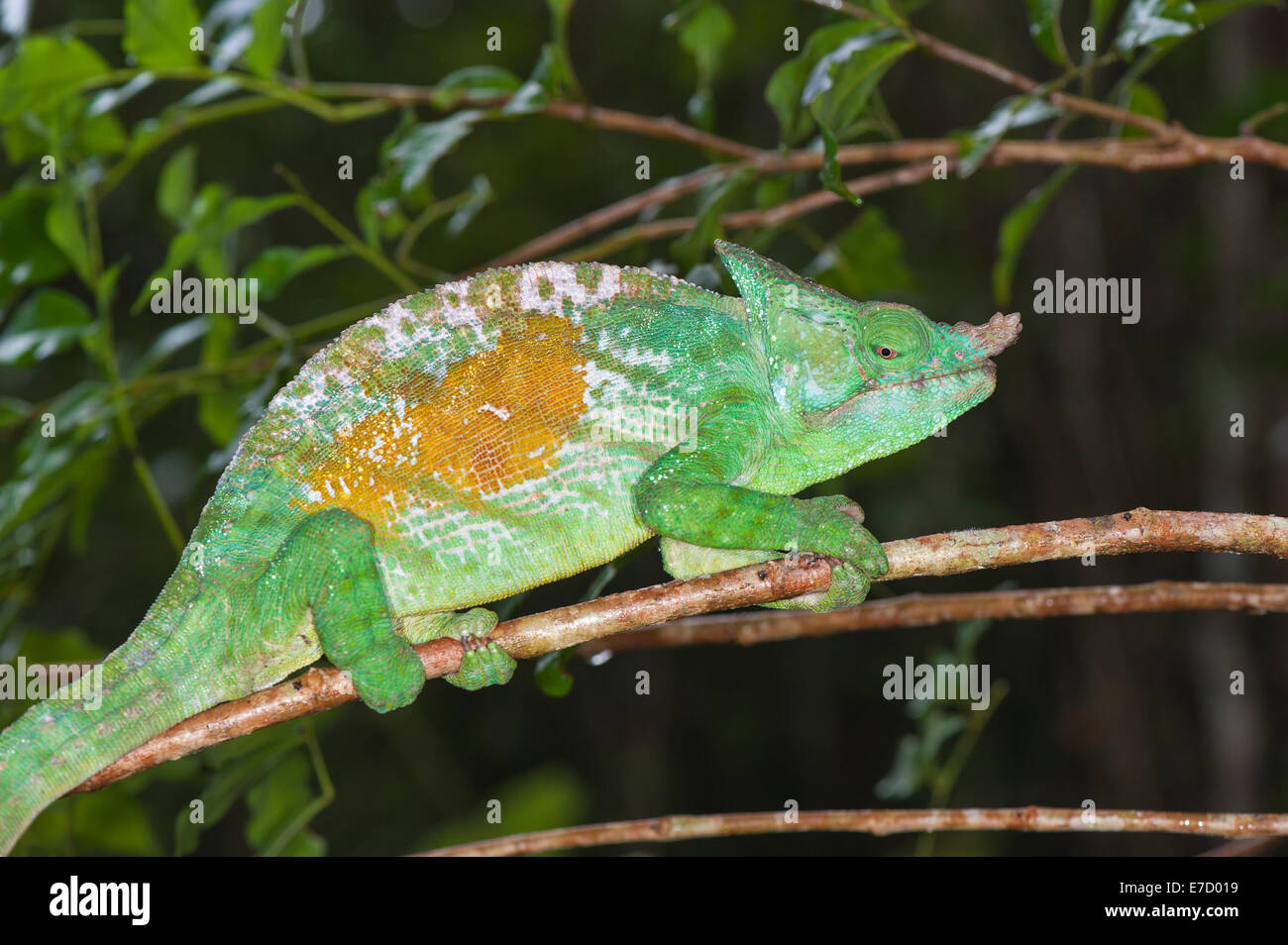 Parson's chameleon (Calumma parsonii), Andasibe-Mantadia National Park, Madagascar Stock Photo