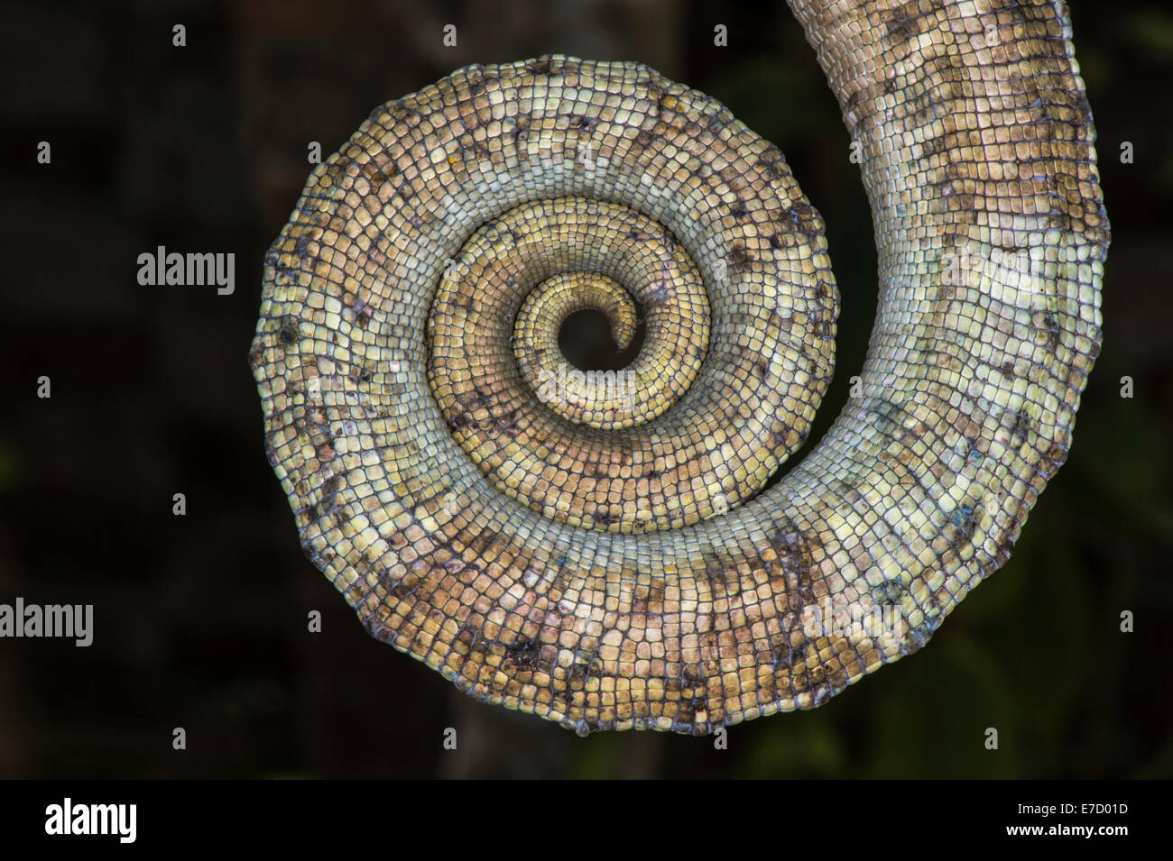 Parson's chameleon (Calumma parsonii), Close-up of the tail, Madagascar Stock Photo