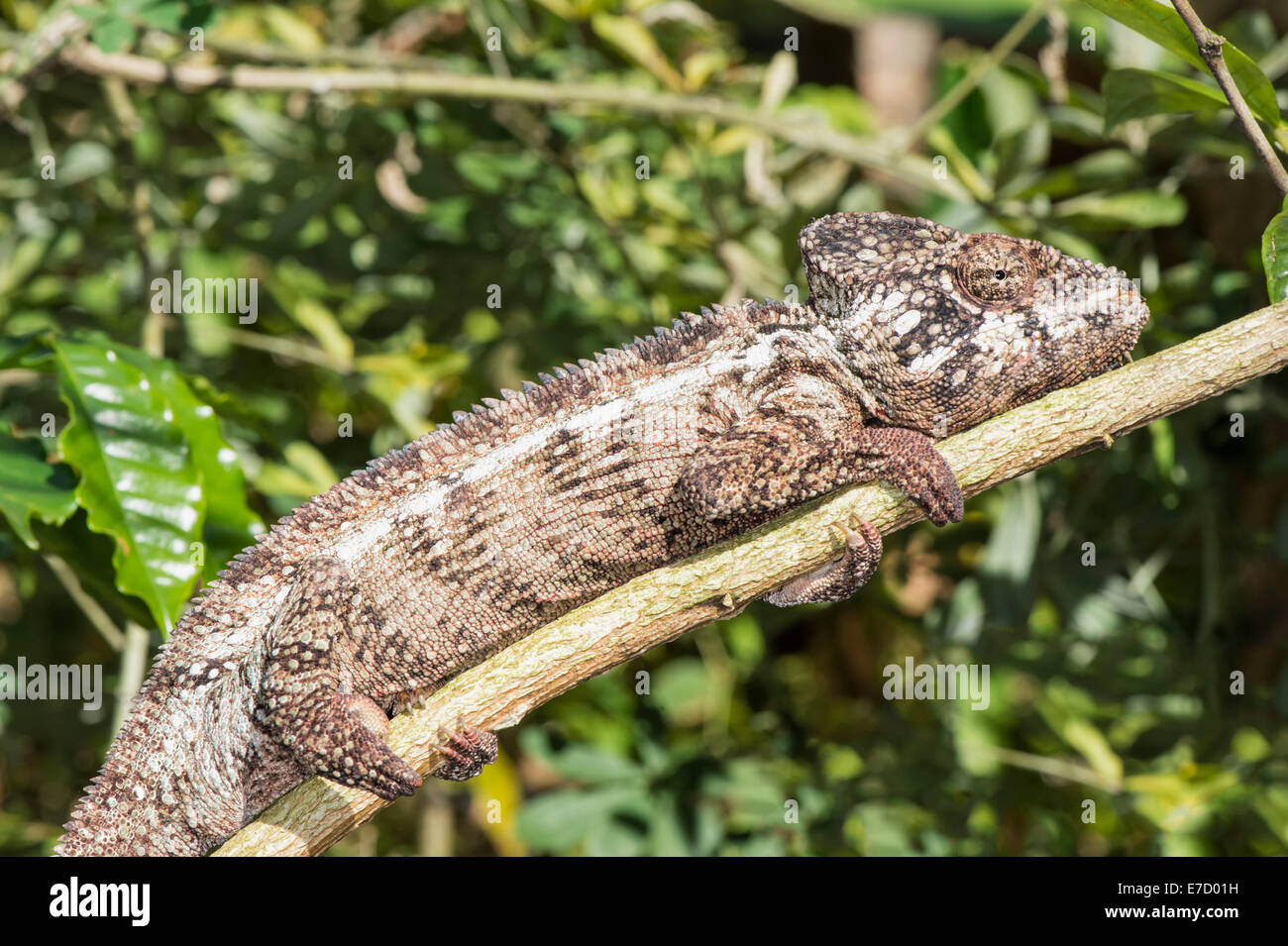 Oustalet's or Malagasy Giant Chameleon (Furcifer oustaleti), Madagascar Stock Photo