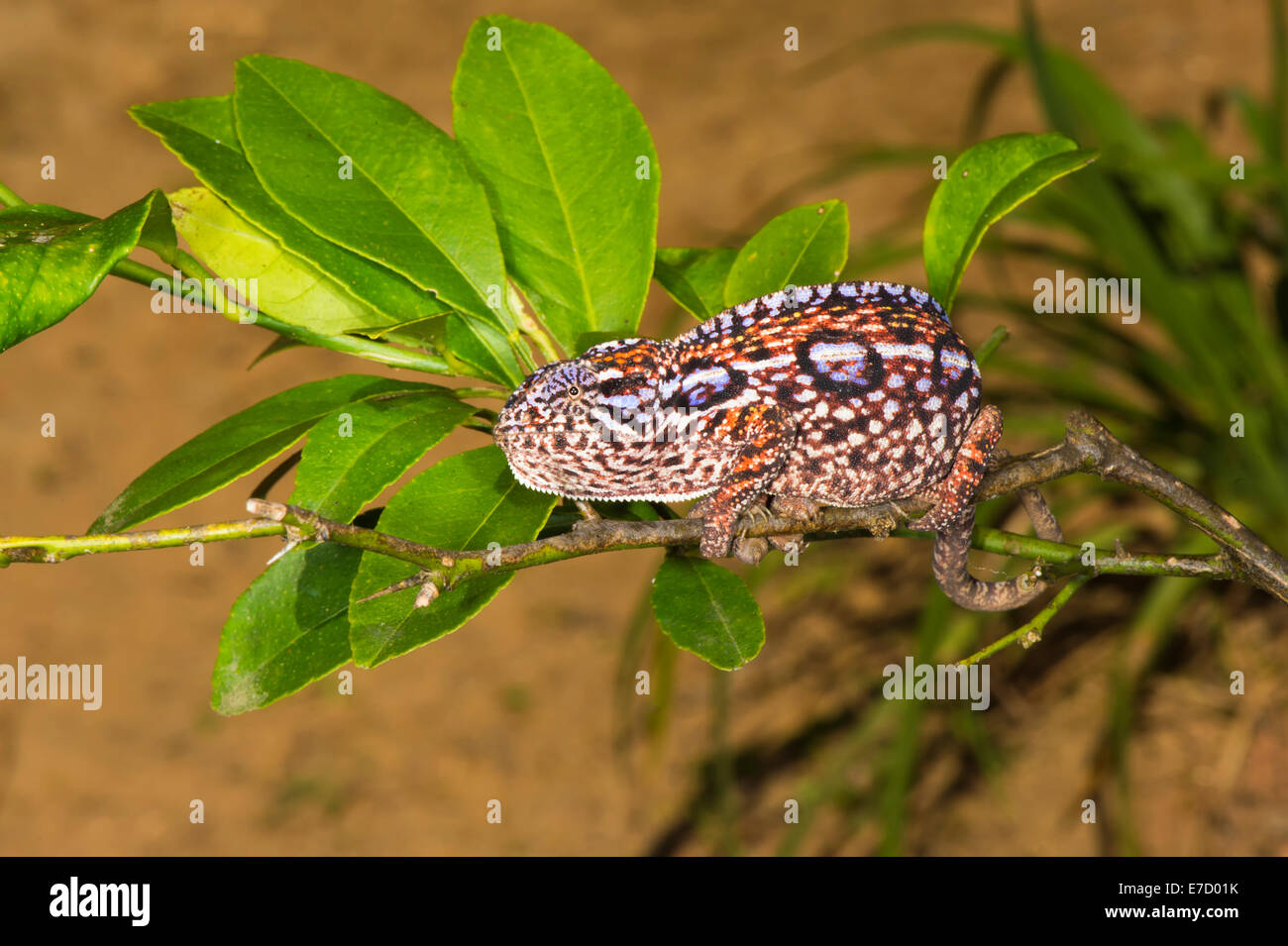 Female Carpet Chameleon (Furcifer lateralis), Madagsacar Stock Photo