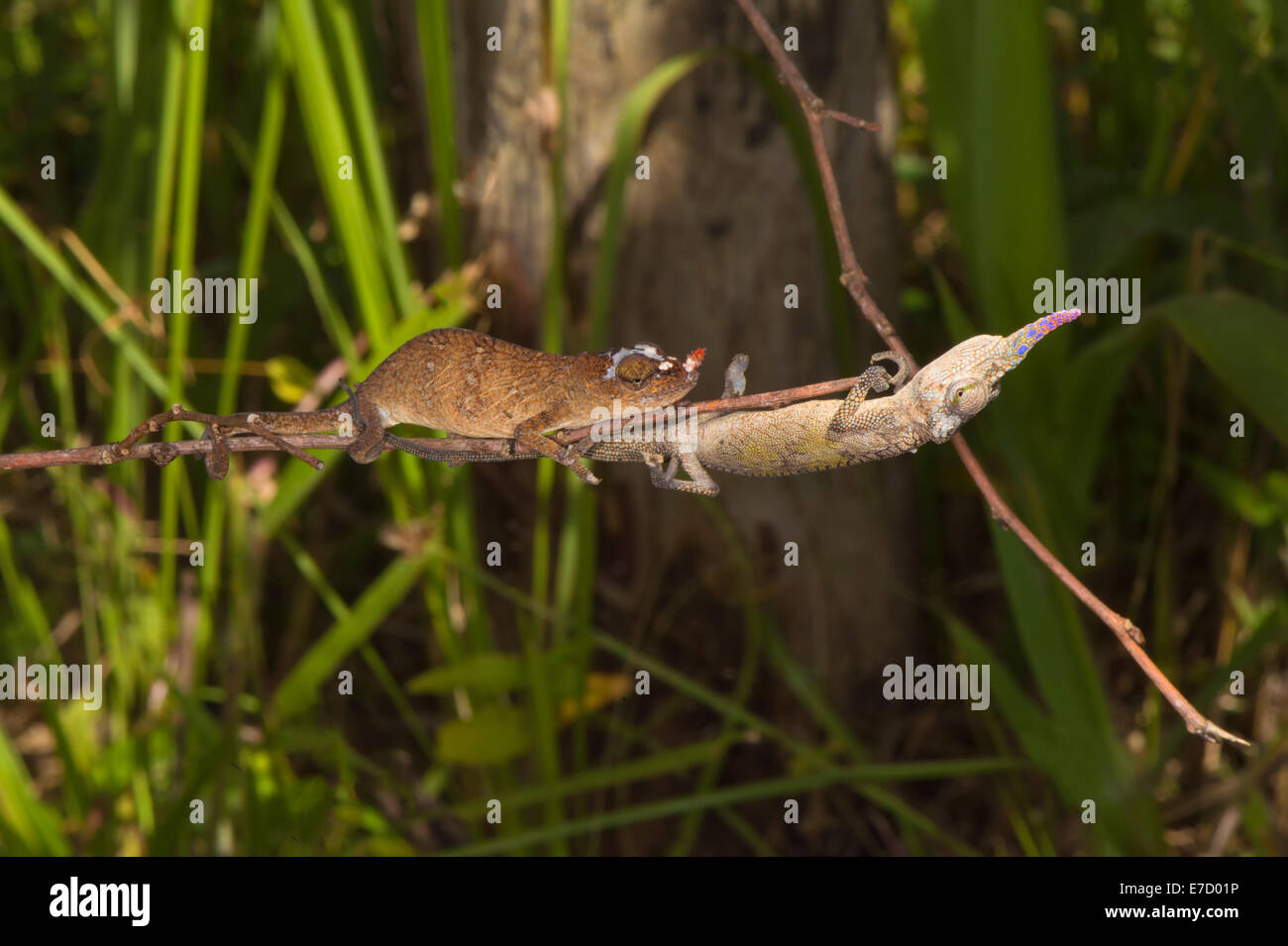 Couple of Blade chameleons (Calumma gallus), Madagascar Stock Photo