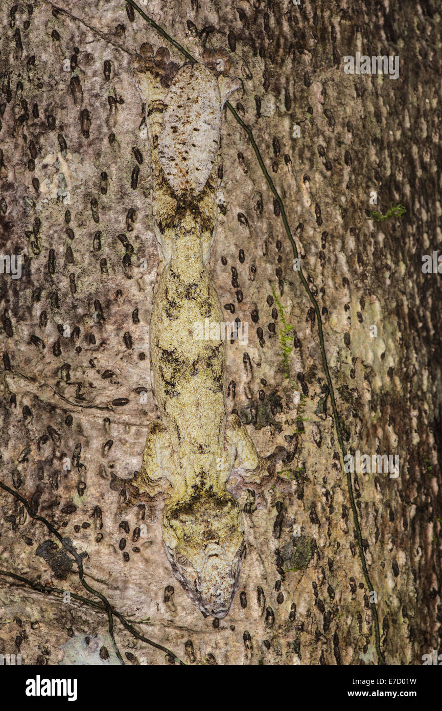 Leaf-tailed Gecko (Uroplatus fimbriatus), Nosy Mangabe, Maroantsera, Madagascar Stock Photo