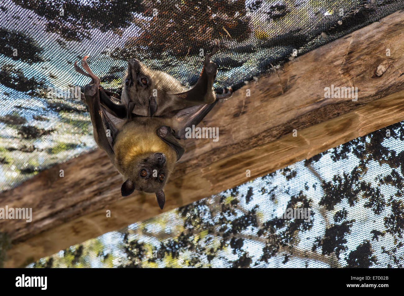 Madagascar Flying Fox or Madagascar Fruit Bats (Pteropus rufus) hanging in a barn, Madagascar Stock Photo