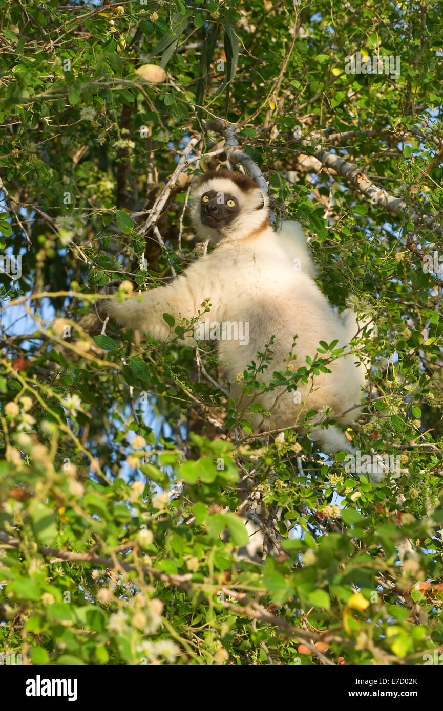 Verreaux's Sifaka (Propithecus verreauxi), Berenty nature reserve, Madagascar Stock Photo