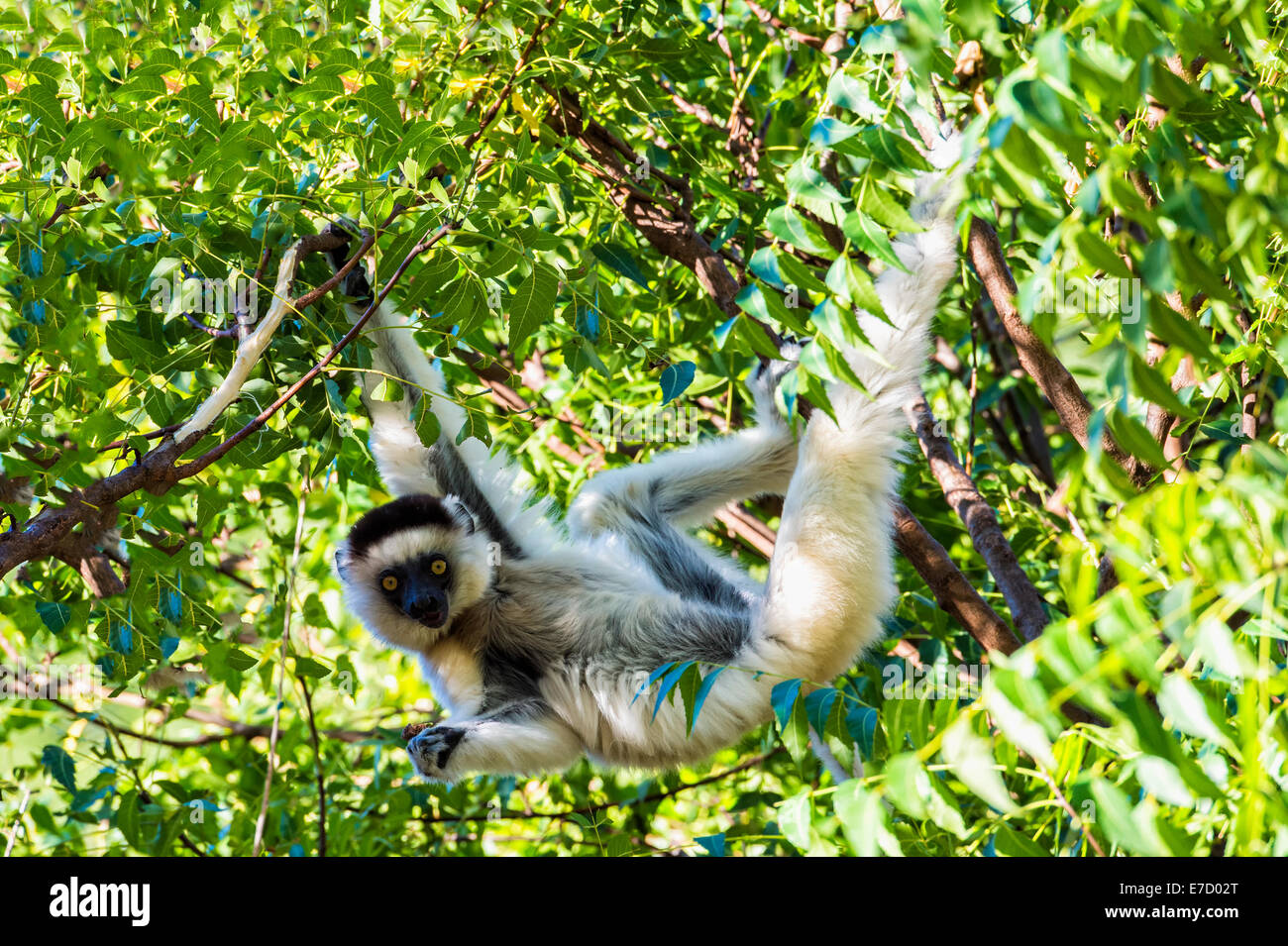 Verreaux's sifaka (Propithecus verreauxi) jumping from a tree, Berenty nature reserve, Fort Dauphin, Madagascar Stock Photo