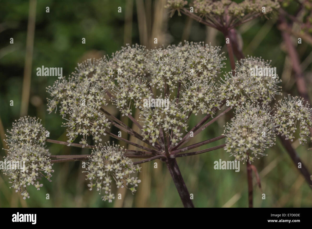 Angelica Plant Uk High Resolution Stock Photography and Images Alamy