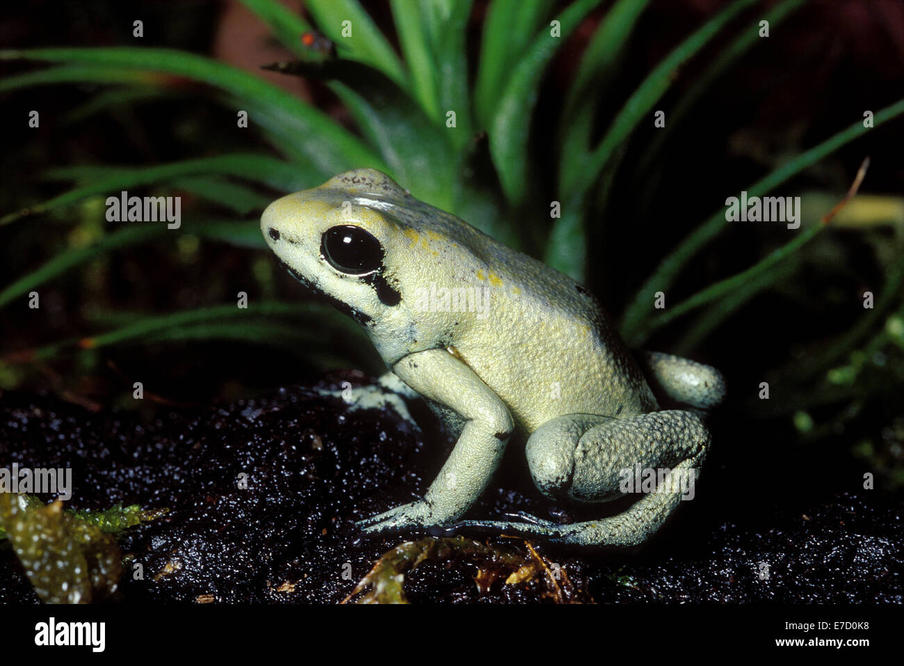 Golden Poison Frog, Phyllobates terribilis, Dendrobatidae, Center and South America, Amphibia, Anura Stock Photo
