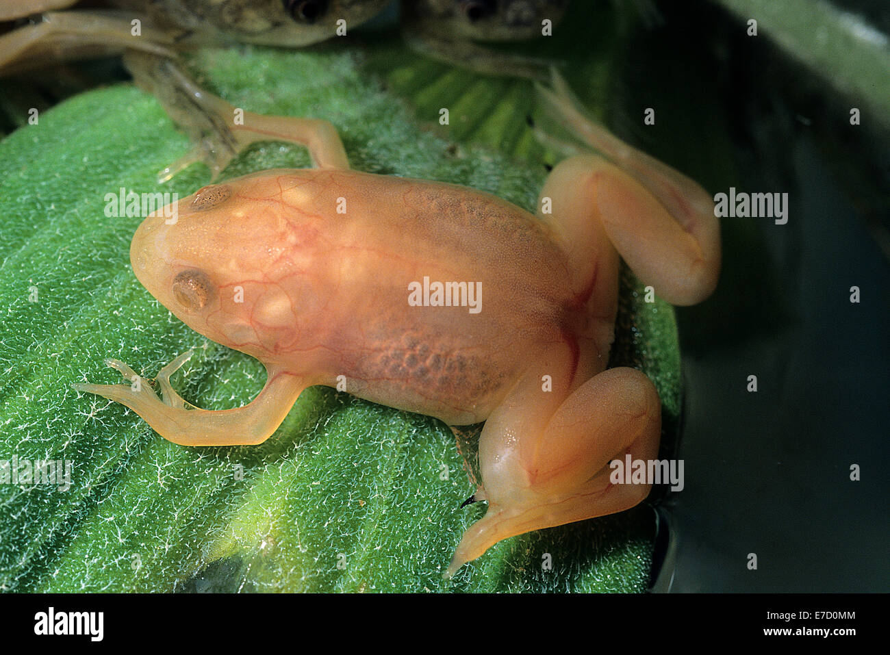 Albino African clawed frog Xenopus laevis, Pipidae, South America Stock Photo