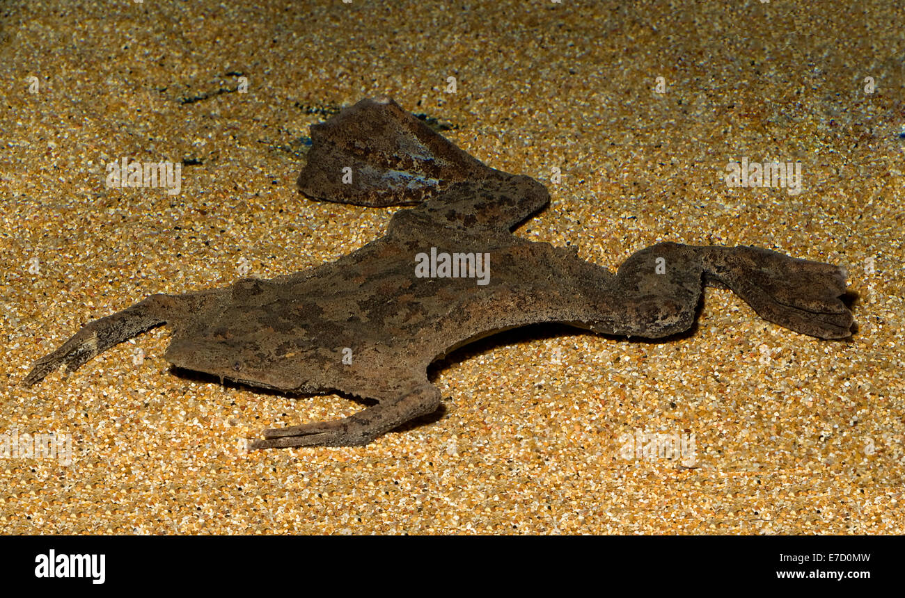 Common Suriname toad, Pipa pipa, Pipidae, South America Stock Photo
