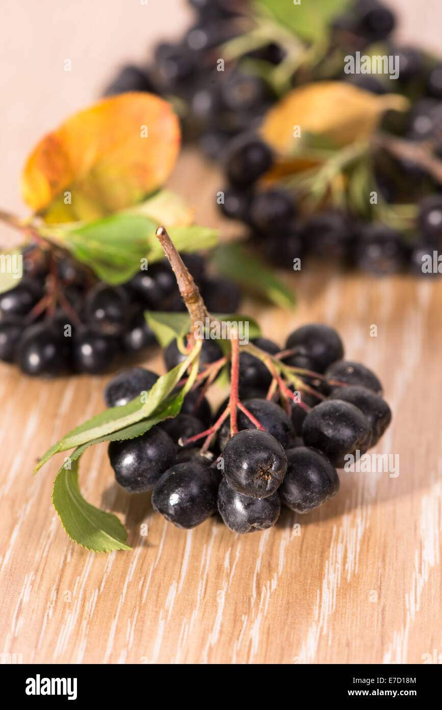 choke-berry (aronia) - branch with berries and leaves Stock Photo