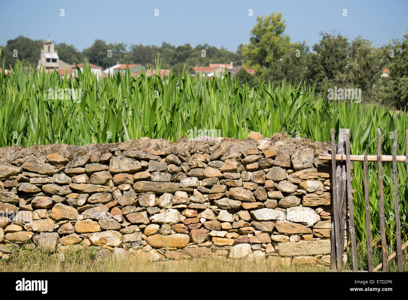 Side view of vintage Corn Plantation and stone wall fence Stock Photo ...