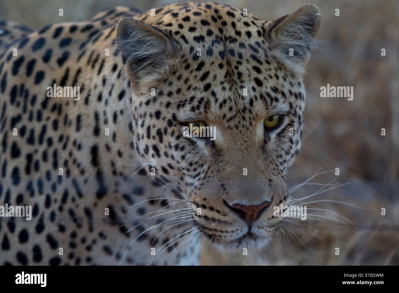 Leopard in Namibia, safari in Africa Stock Photo