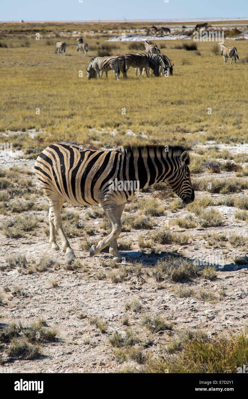 Zebras in namibia hi-res stock photography and images - Alamy
