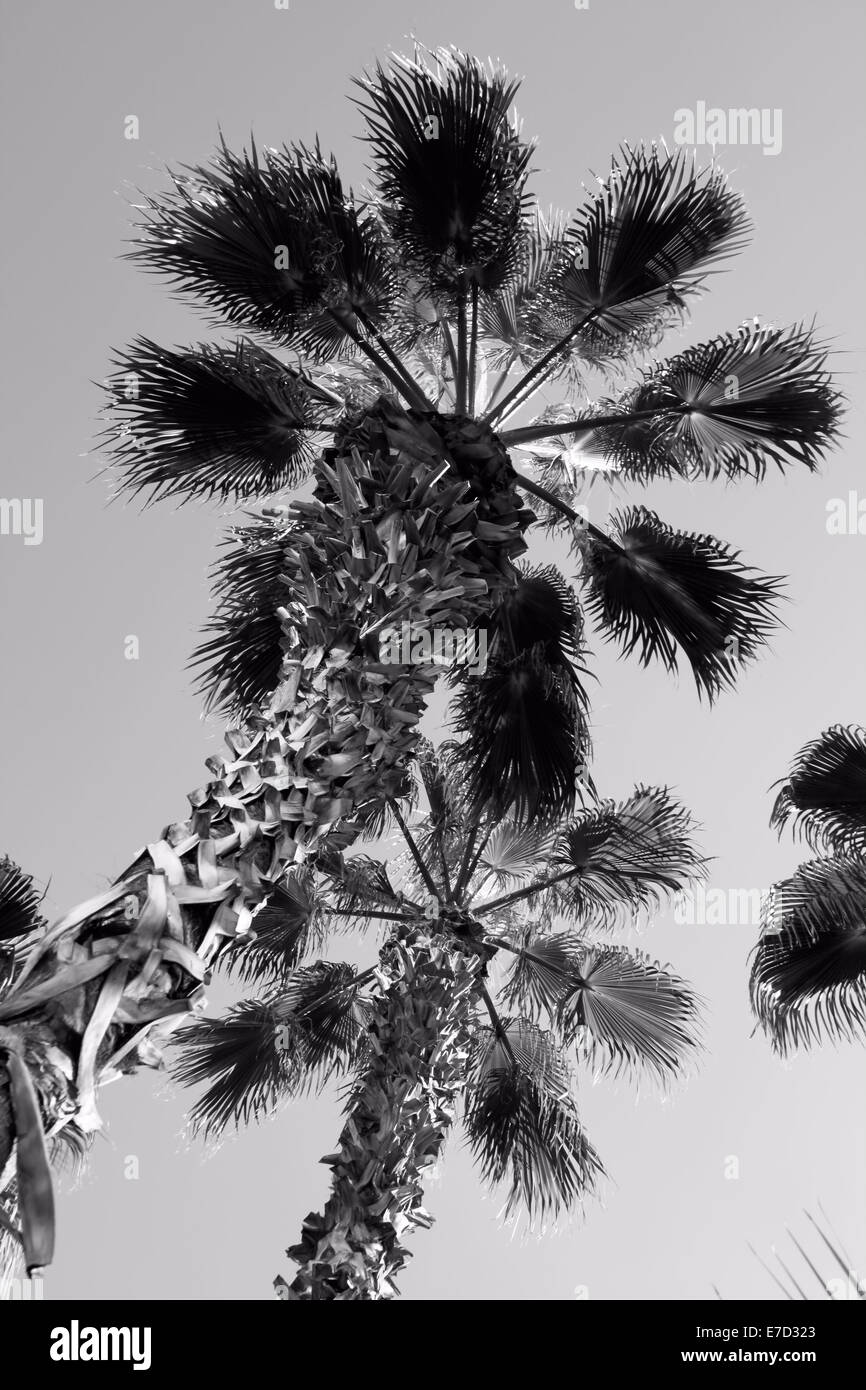 MONOCHROME PICTURE TOP OF PALM TREES Stock Photo