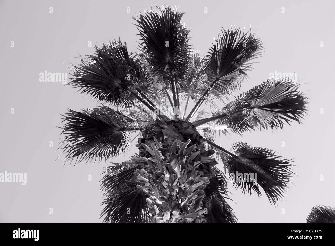 MONOCHROME PICTURE TOP BRANCHES OF PALM TREE Stock Photo