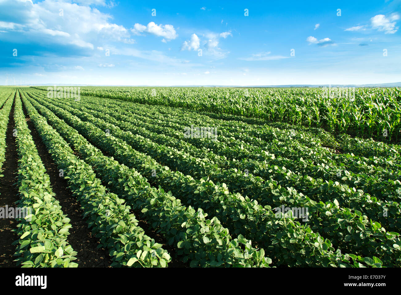 Soybean field ripening spring hi-res stock photography and images - Alamy