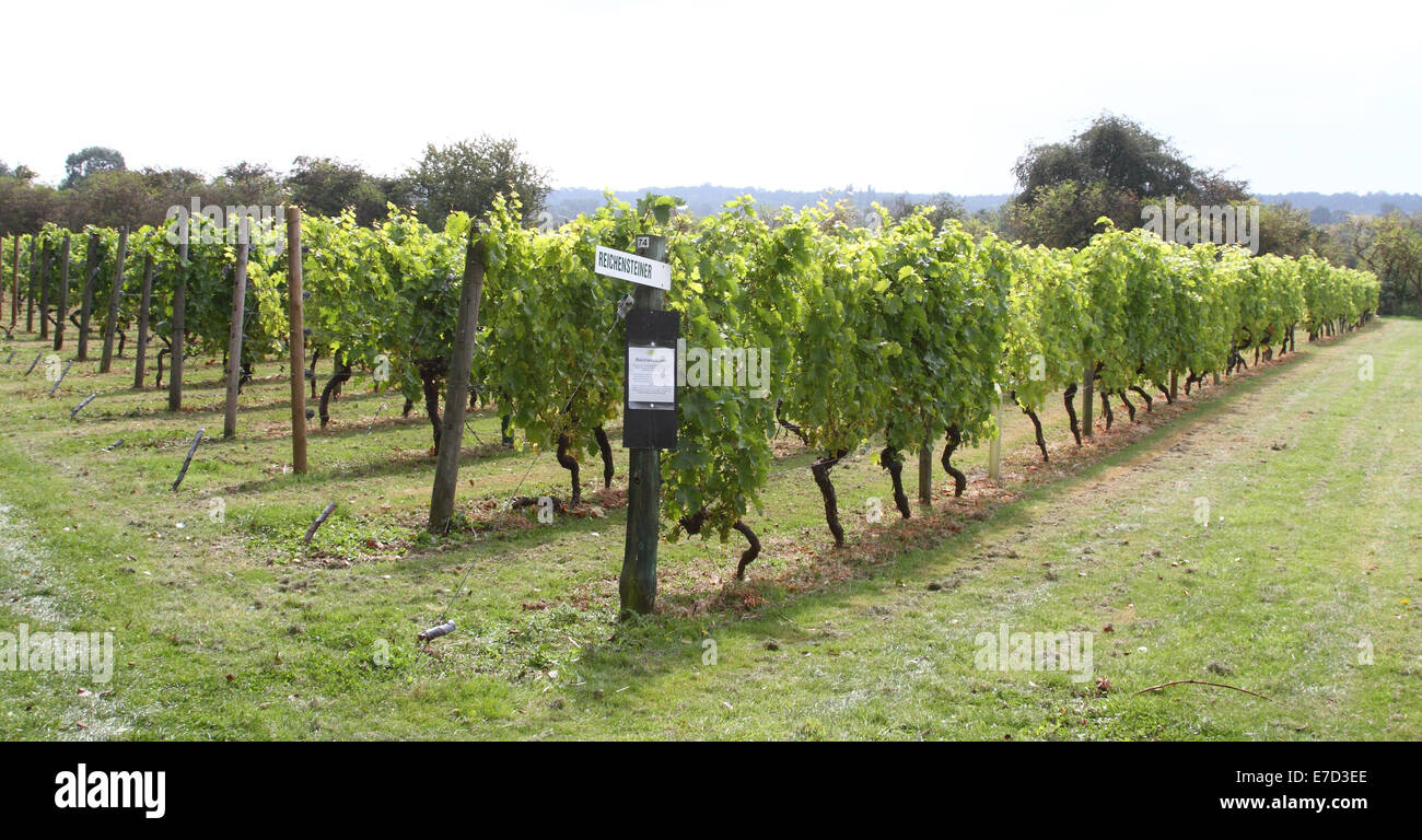 Warden Abbey Vineyard Heritage Open Day near Old Warden, Bedfordshire ...