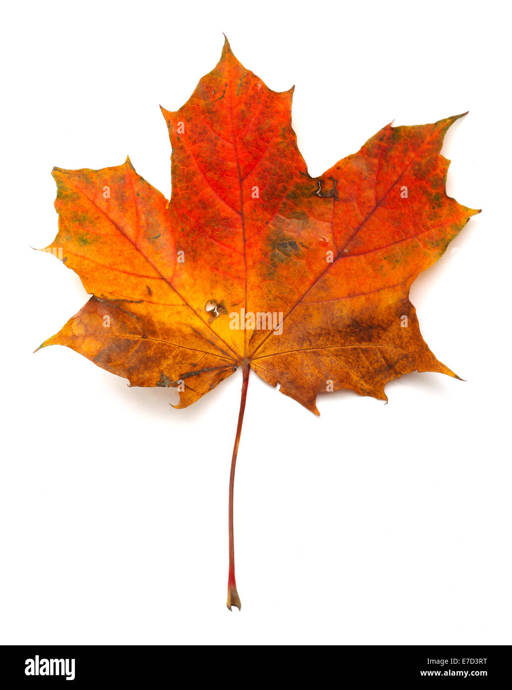 Maple colorful autumn leaf isolated on white background Stock Photo