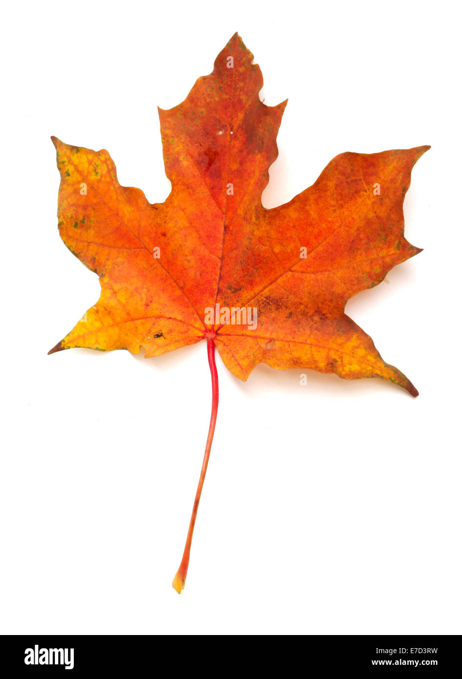 Maple colorful autumn leaf isolated on white background Stock Photo