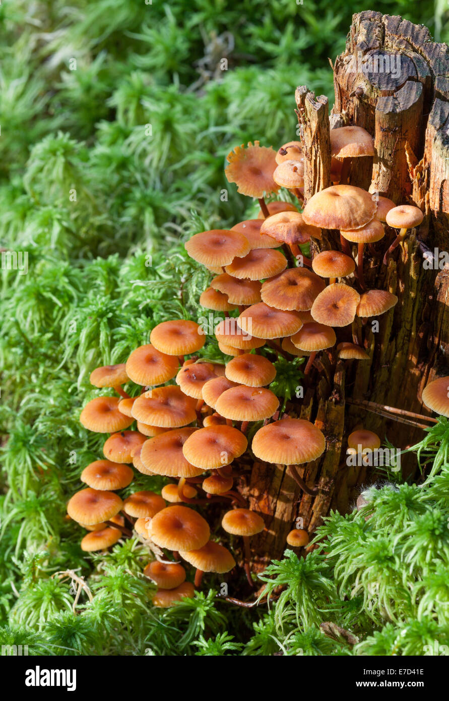 Golden trumpet, Xeromphalina campanella mushrooms Stock Photo Alamy