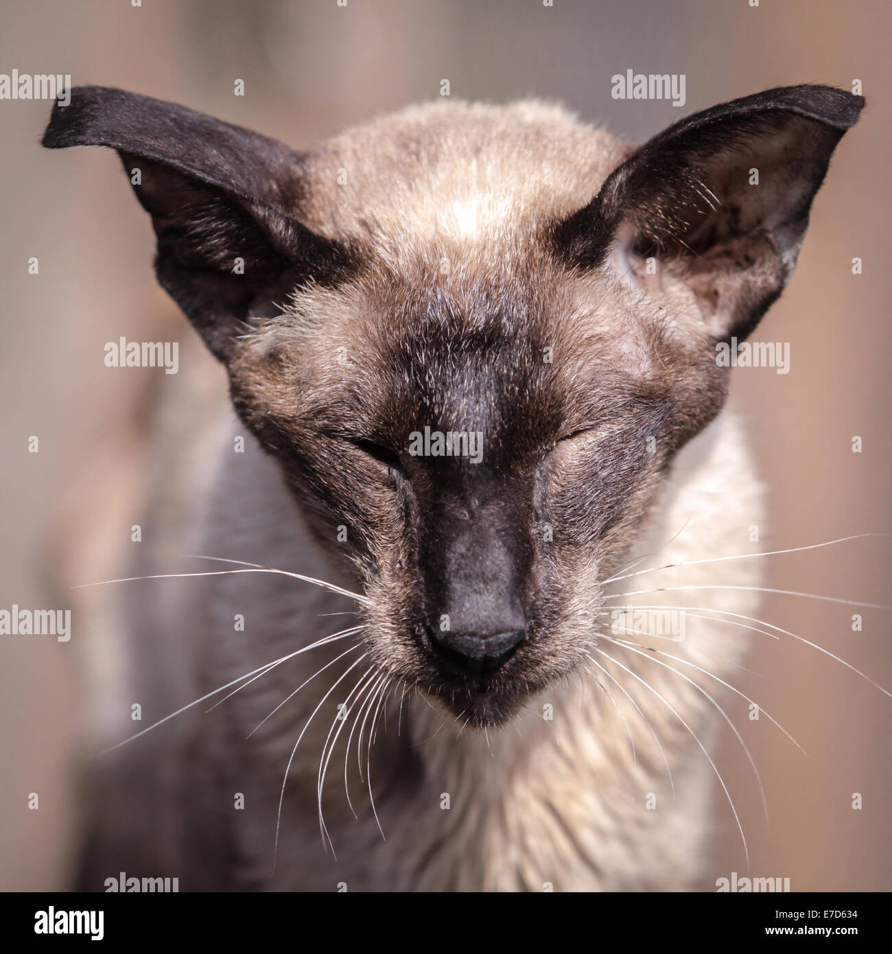 Portrait of a sleeping Oriental Shorthair cat Stock Photo