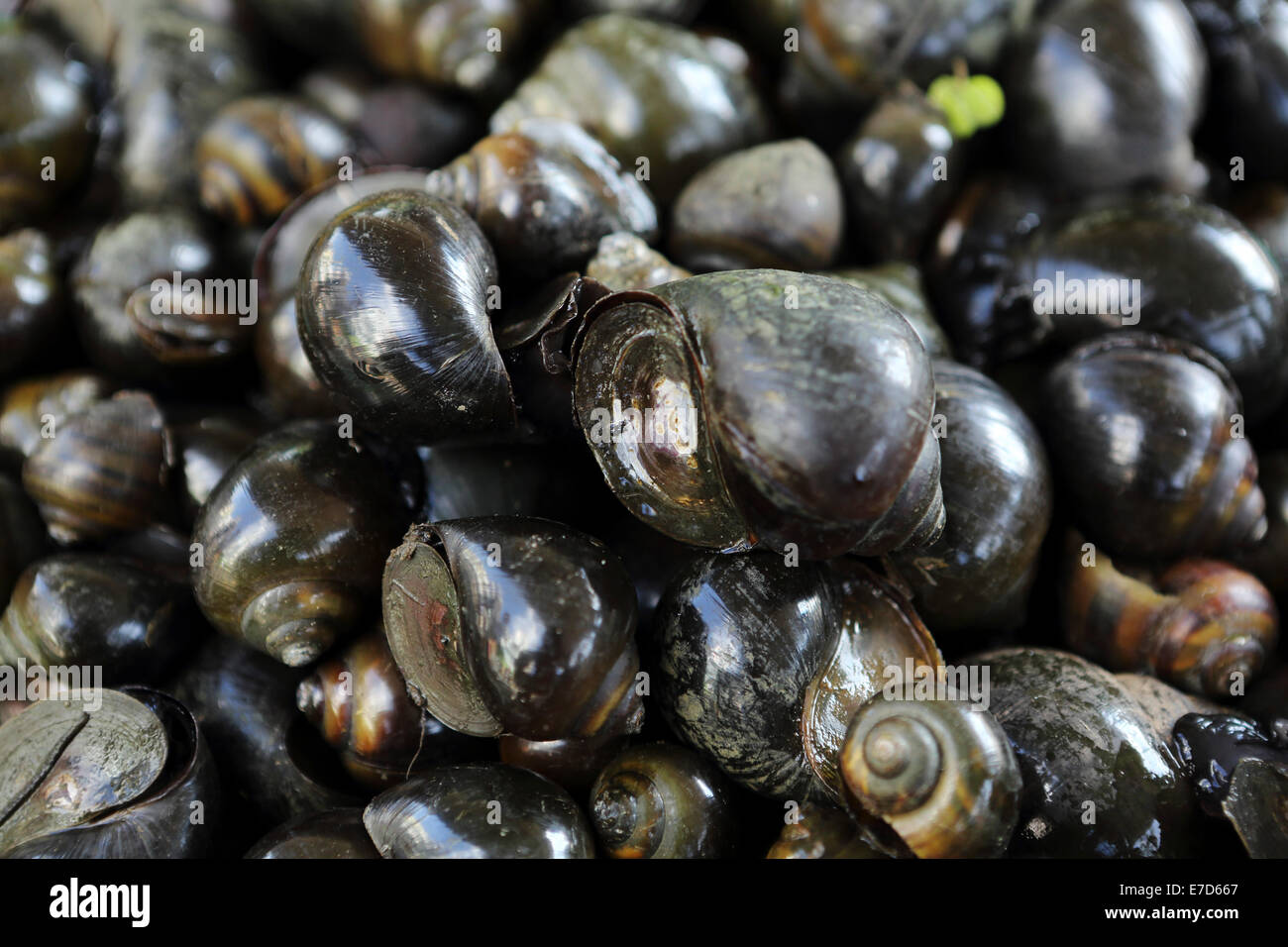 Snails on sale a stall at the local market the Mekong River in Sa Dec