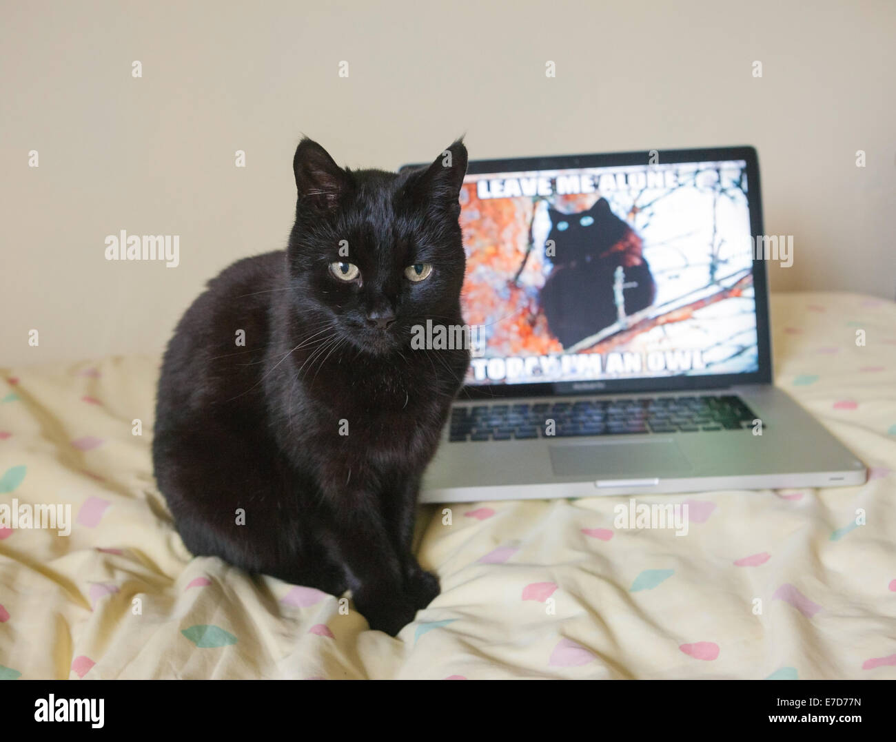 A black cat sat next to a macbook with a black cat desktop Stock Photo