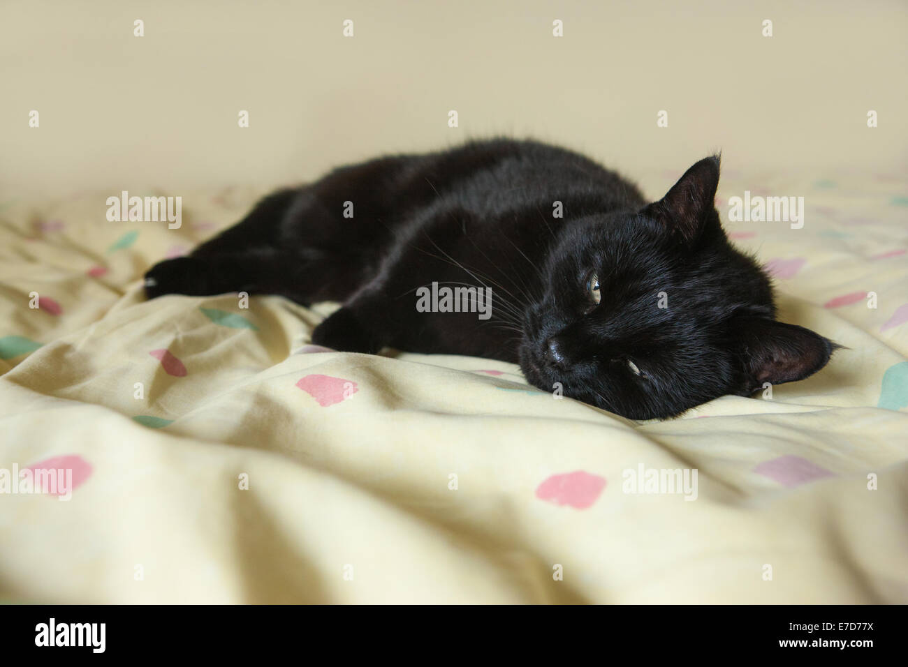 A sleepy cat just barely awake on a bed Stock Photo