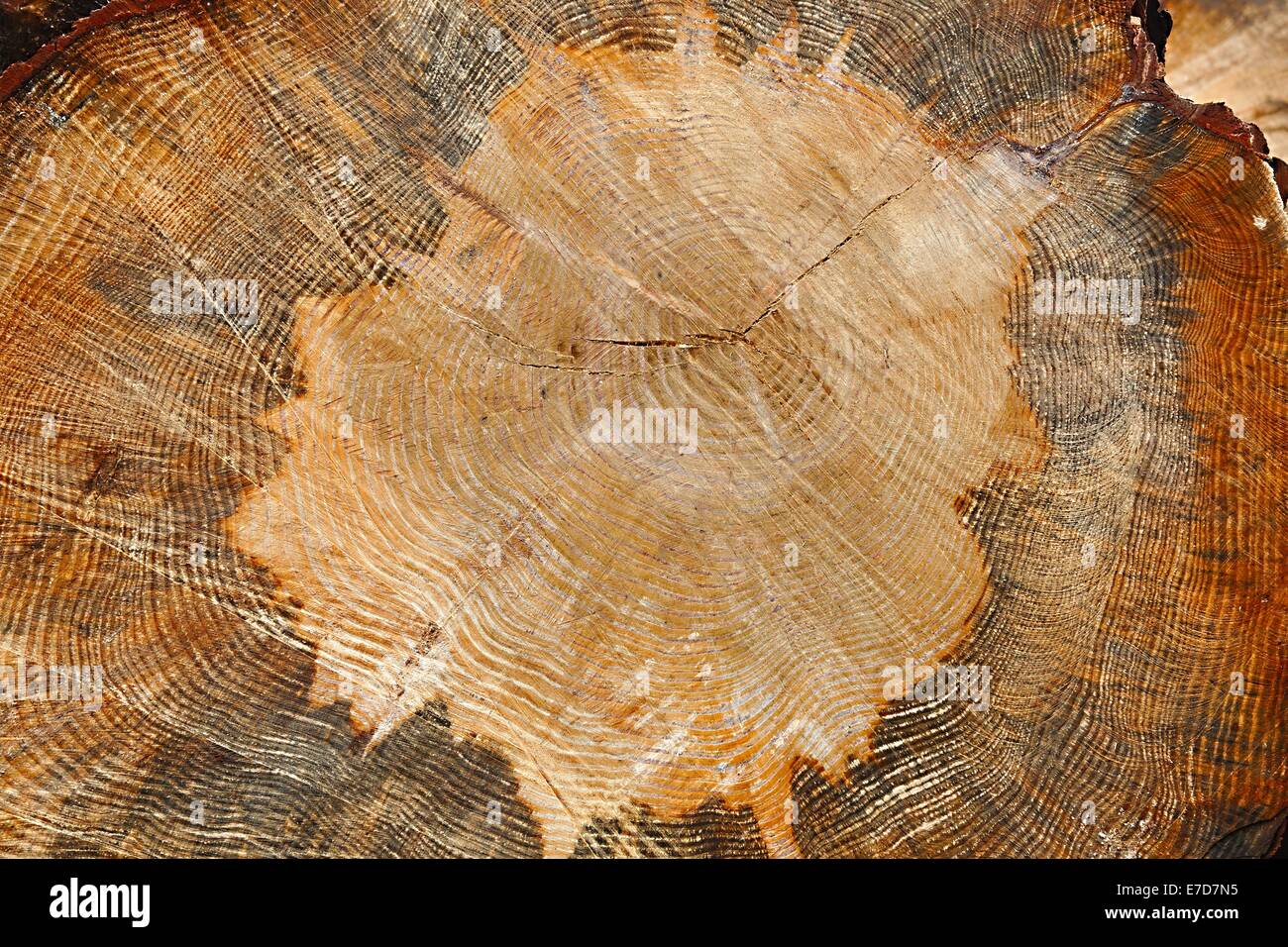 Tree trunk Stock Photo