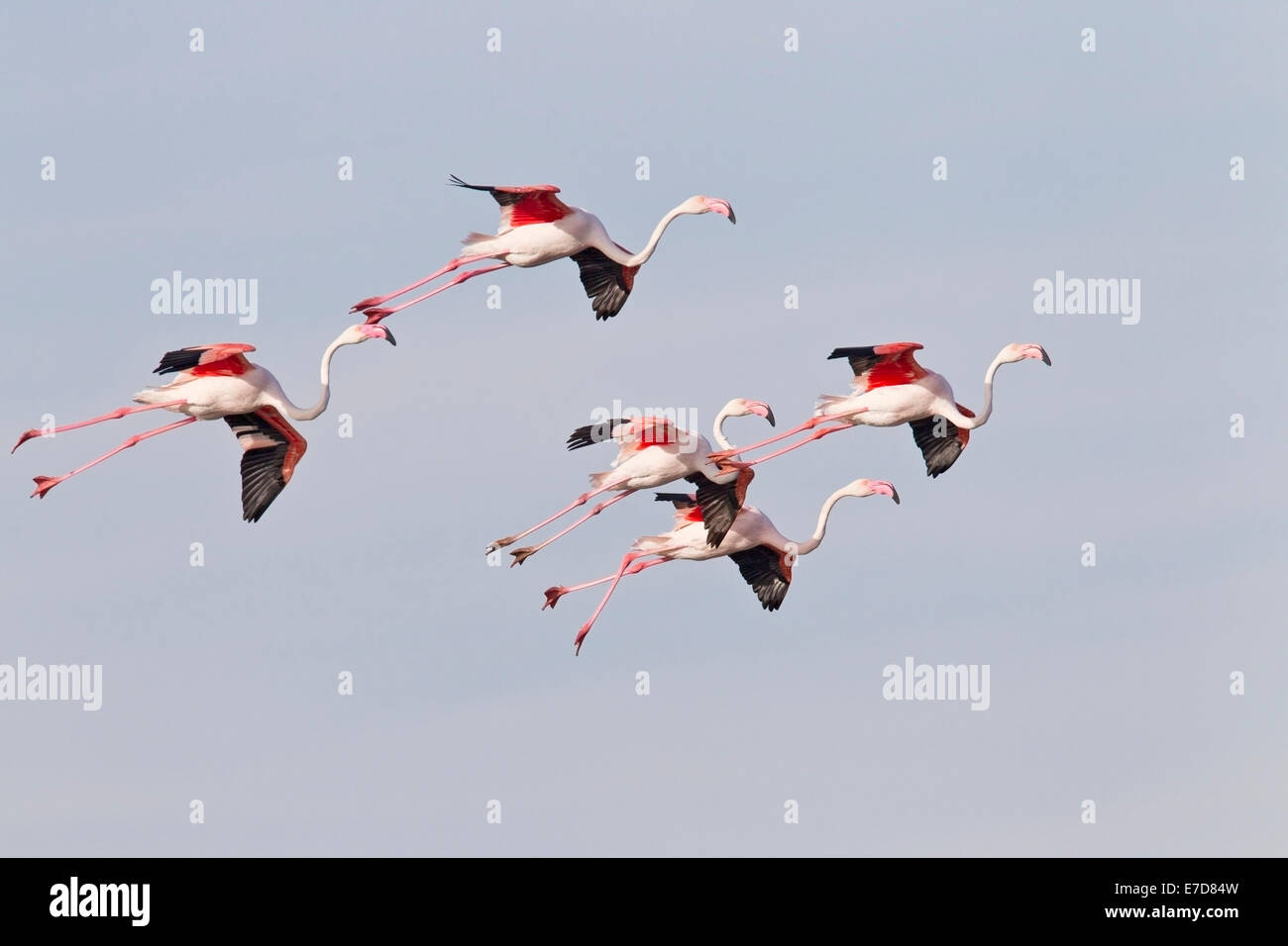 greater flamingo, flock of adult birds in flight against a blue sky, Camargue, France, Europe Stock Photo
