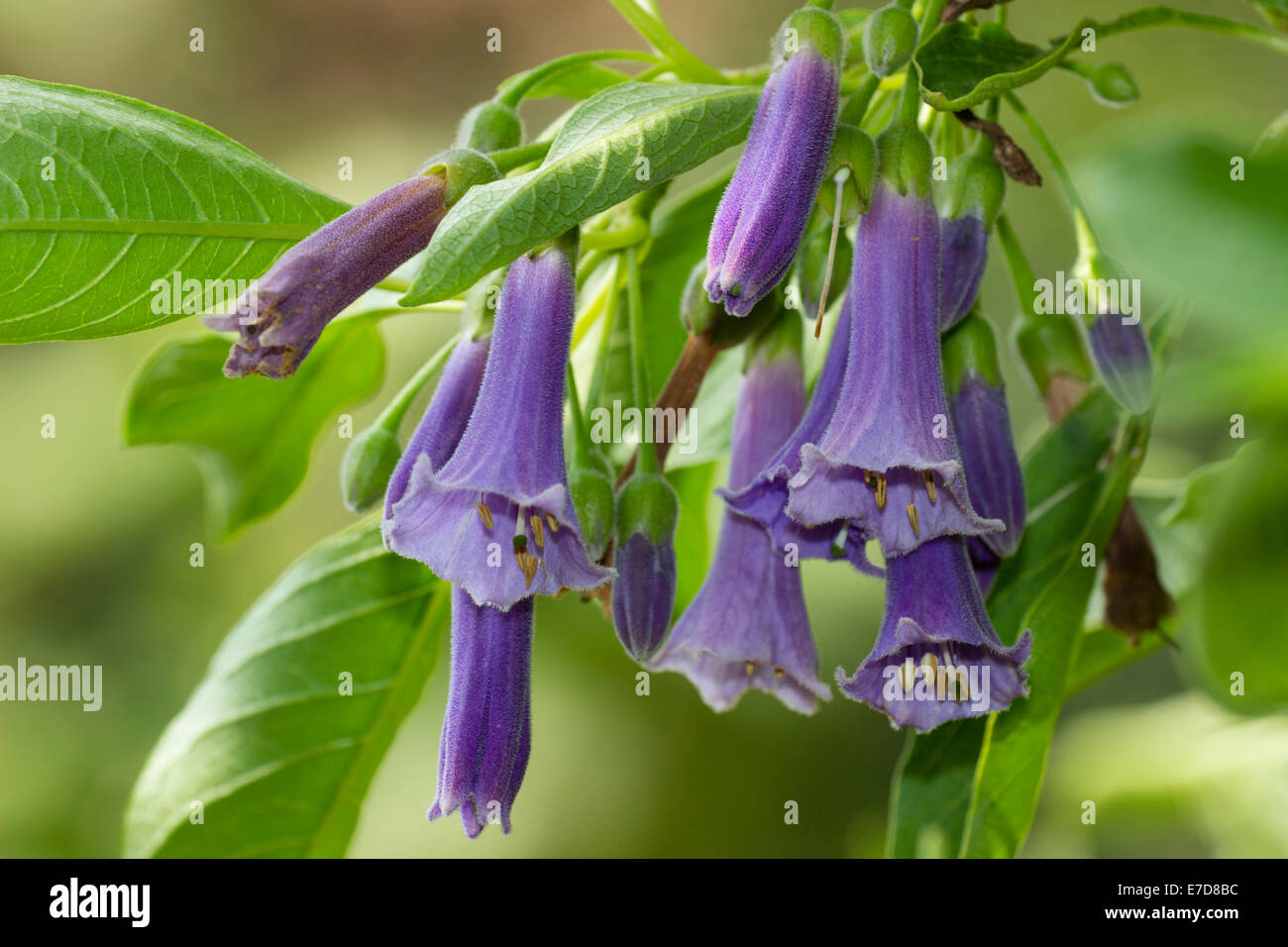 Dangling tubular flowers of Acnistus australis Stock Photo - Alamy