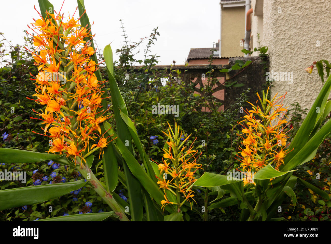 Exotic flowers of the hardy ginger lily Hedychium coccineum Tara