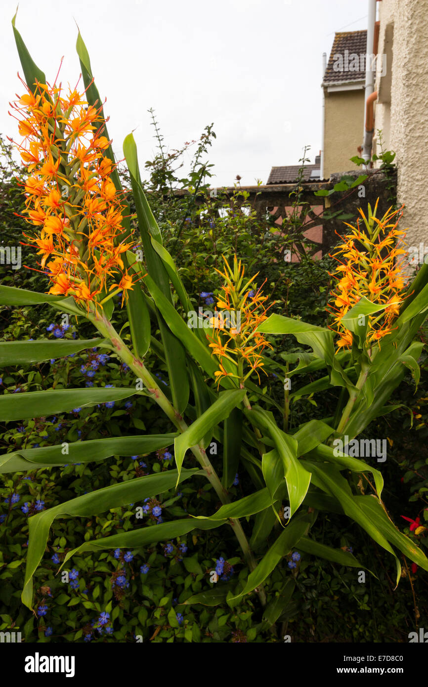 Exotic Flowers Of The Hardy Ginger Lily Hedychium Coccineum Tara In A Plymouth Garden Stock Photo Alamy