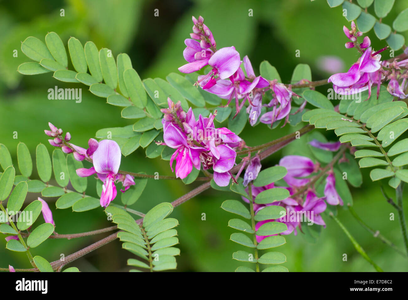 Flower spikes of the Himalayan indigo, Indigofera heterantha Stock Photo
