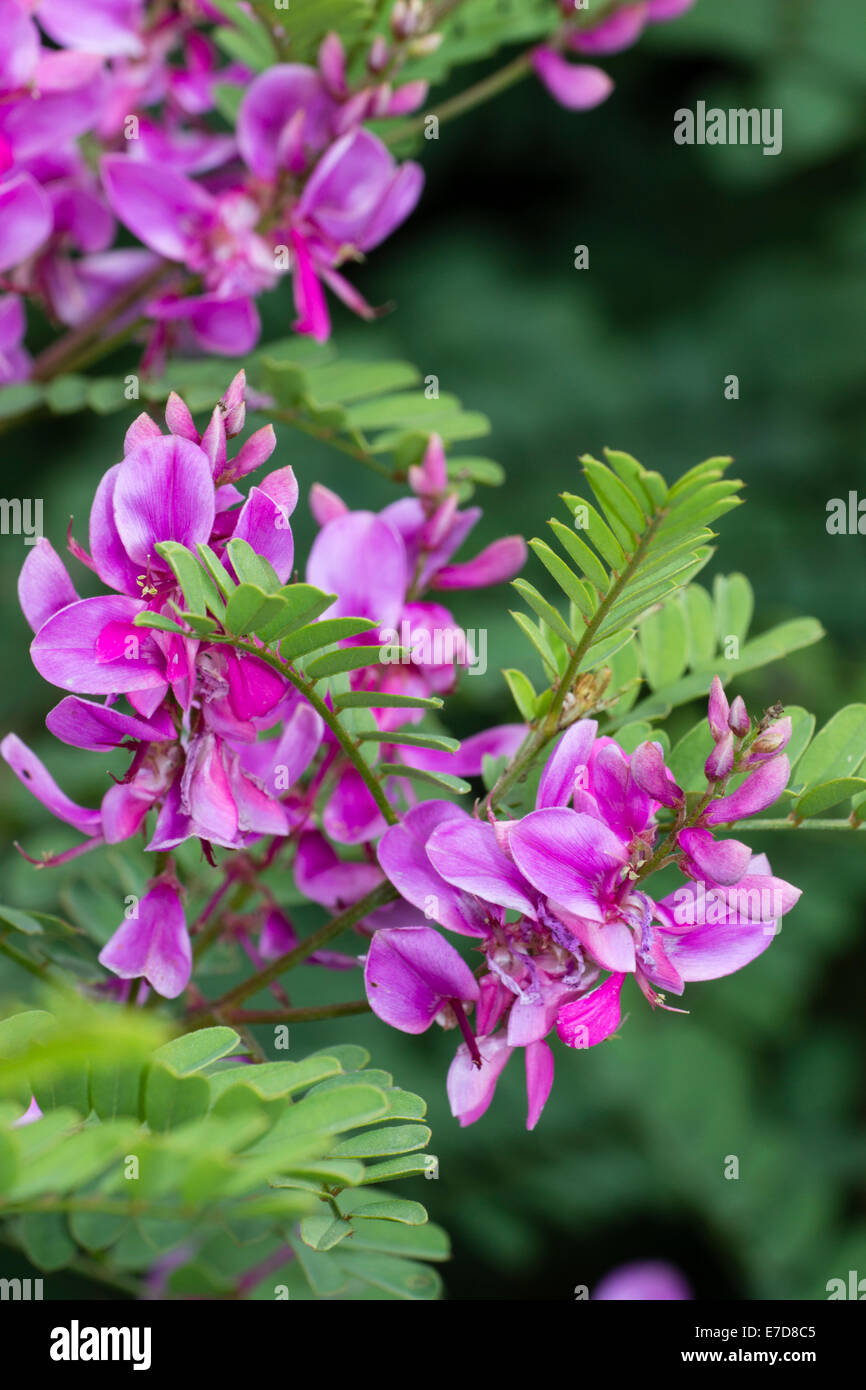 Flower spikes of the Himalayan indigo, Indigofera heterantha Stock Photo