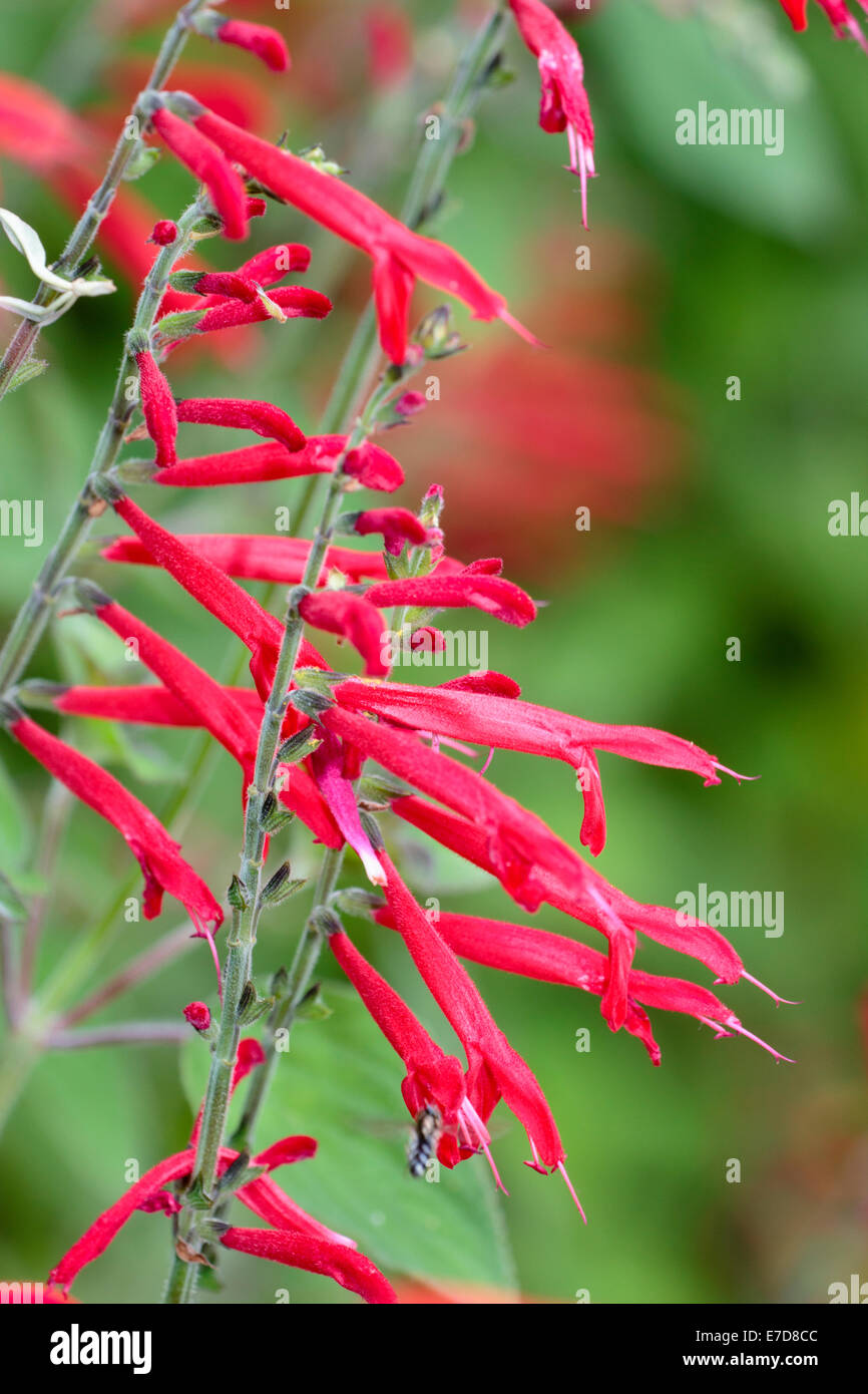 Red tubular flowers of the Pineapple sage, Salvia elegans Stock Photo