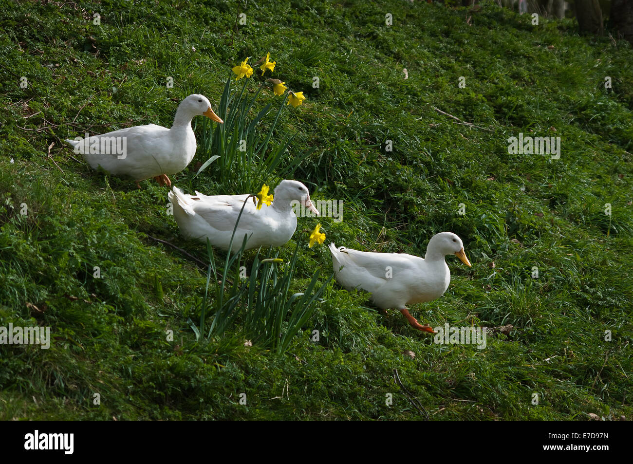 Three white ducks running down a hill Stock Photo Alamy
