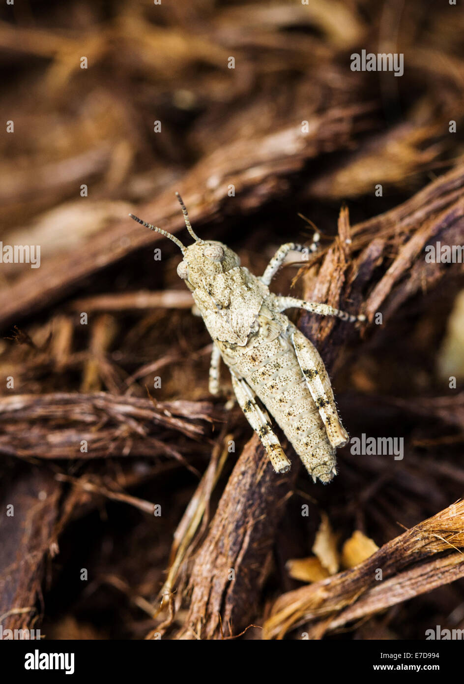Close-up of grasshopper in a residential garden Stock Photo